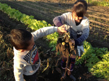 $今利建設の自然派子育てと家づくり-じゃがいも収穫